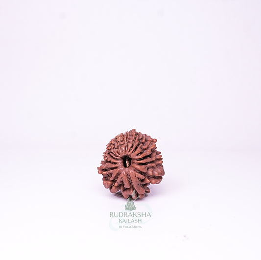 15 Mukhi Nepali Rudraksha - 1511