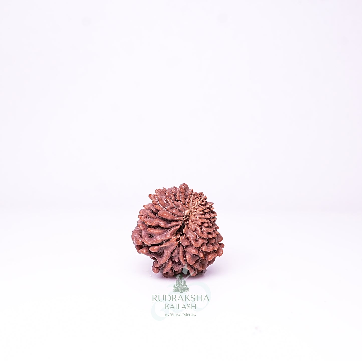15 Mukhi Nepali Rudraksha - 1511