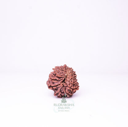 15 Mukhi Nepali Rudraksha - 1511