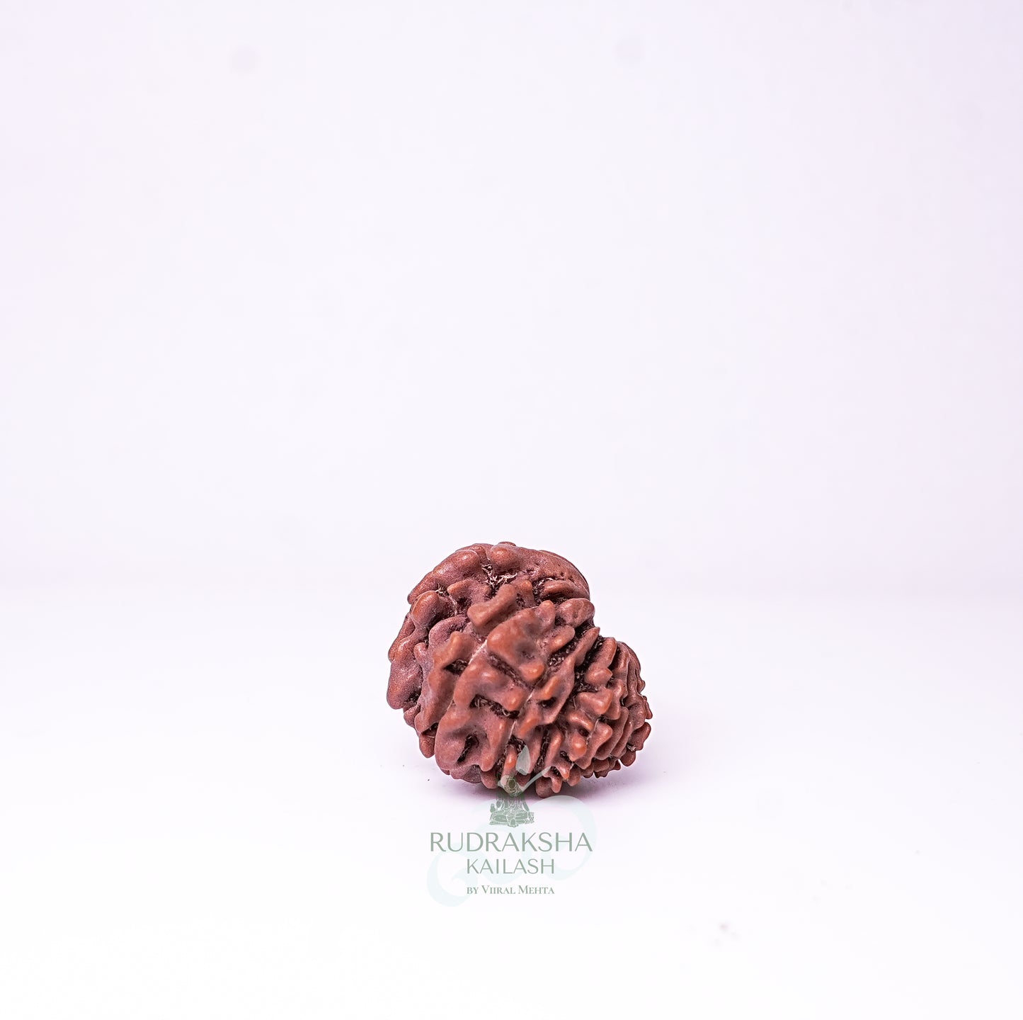 15 Mukhi Nepali Rudraksha - 1511