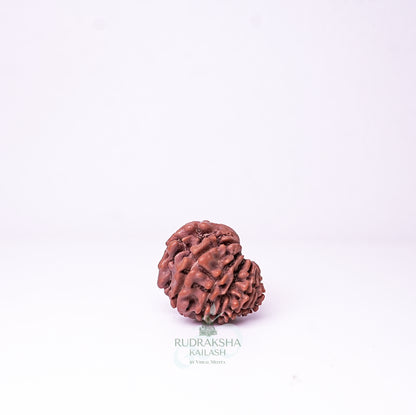 15 Mukhi Nepali Rudraksha - 1511