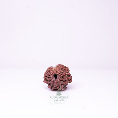 15 Mukhi Nepali Rudraksha - 1512