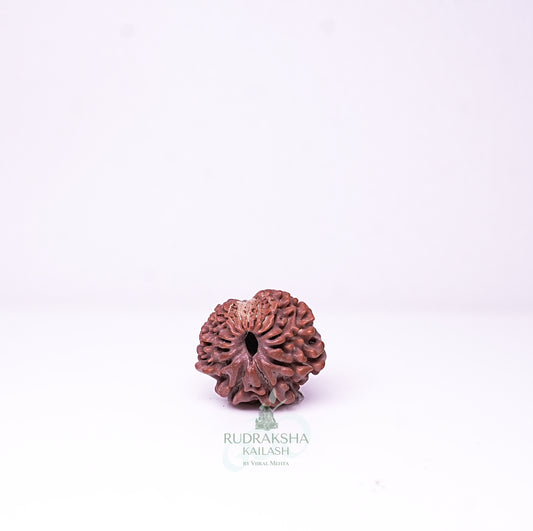 15 Mukhi Nepali Rudraksha - 1512