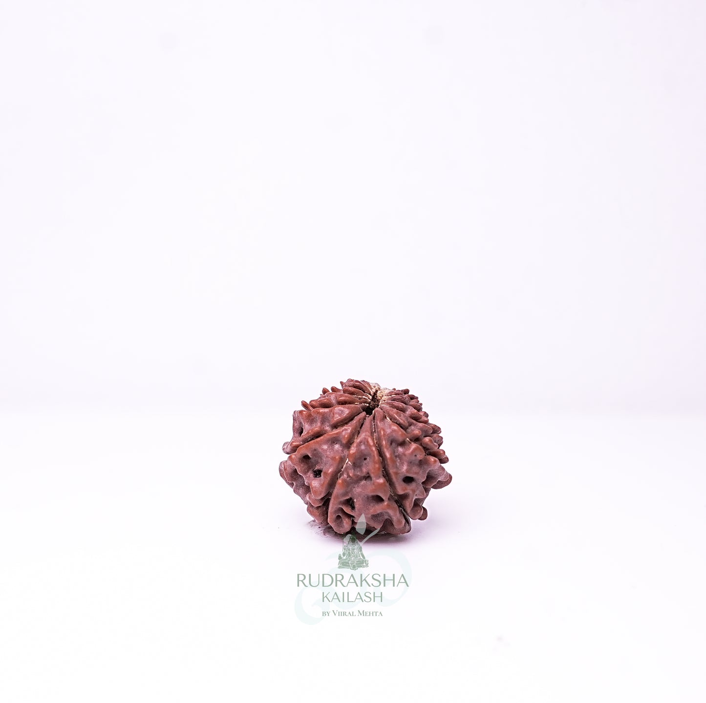 15 Mukhi Nepali Rudraksha - 1512