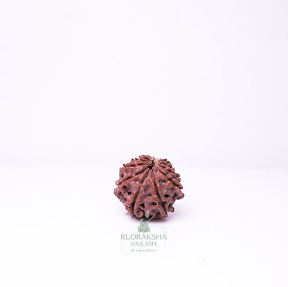 15 Mukhi Nepali Rudraksha - 1512