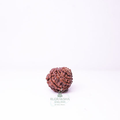 15 Mukhi Nepali Rudraksha - 1512