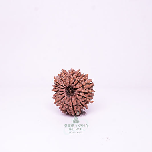 15 Mukhi Nepali Rudraksha - 1513
