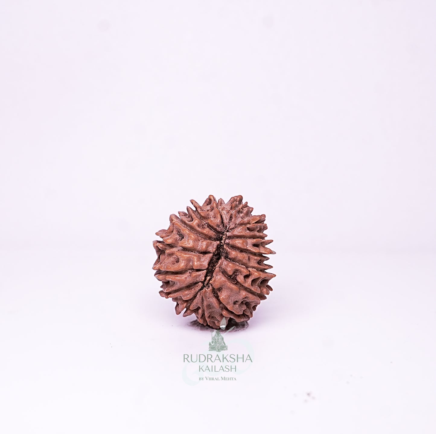 15 Mukhi Nepali Rudraksha - 1513