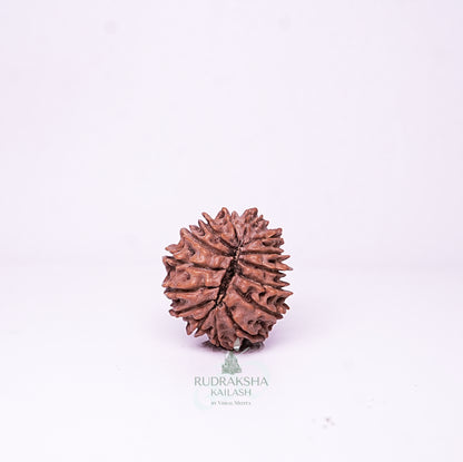 15 Mukhi Nepali Rudraksha - 1513