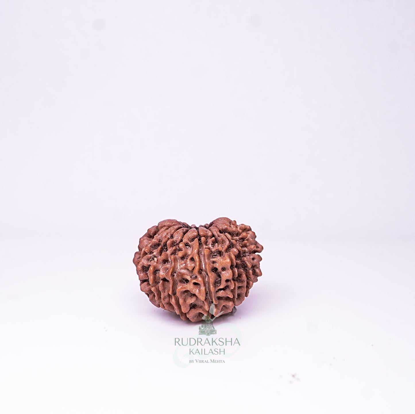 15 Mukhi Nepali Rudraksha - 1513