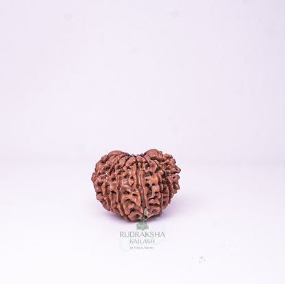 15 Mukhi Nepali Rudraksha - 1513