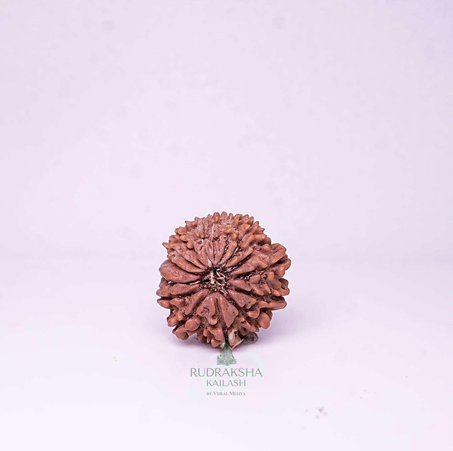 15 Mukhi Nepali Rudraksha - 1514