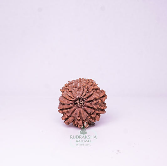 15 Mukhi Nepali Rudraksha - 1514