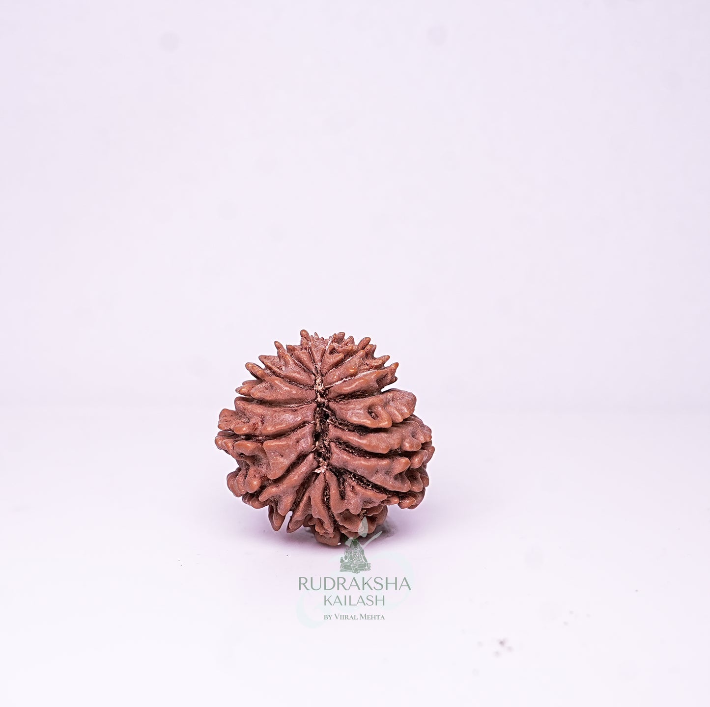15 Mukhi Nepali Rudraksha - 1514