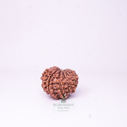 15 Mukhi Nepali Rudraksha - 1514
