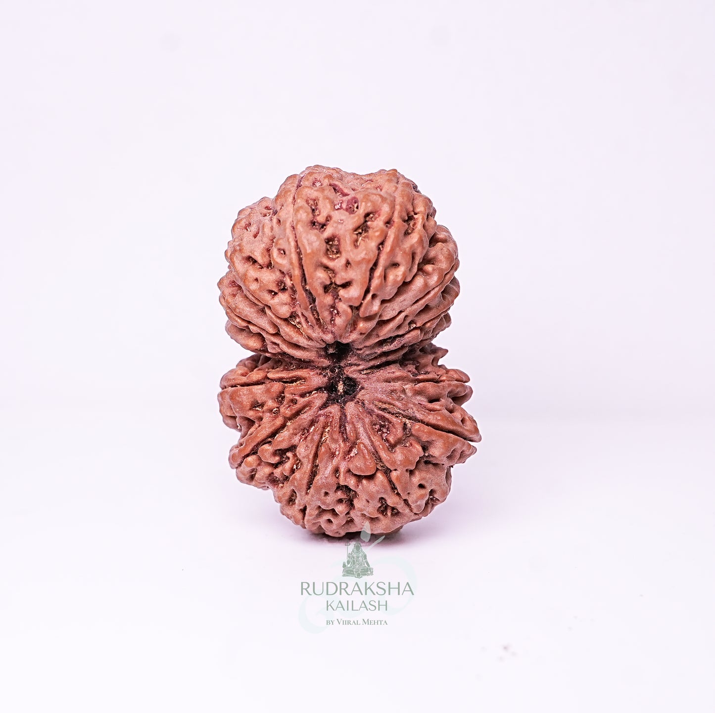 15 Mukhi Nepali Rudraksha - 1515