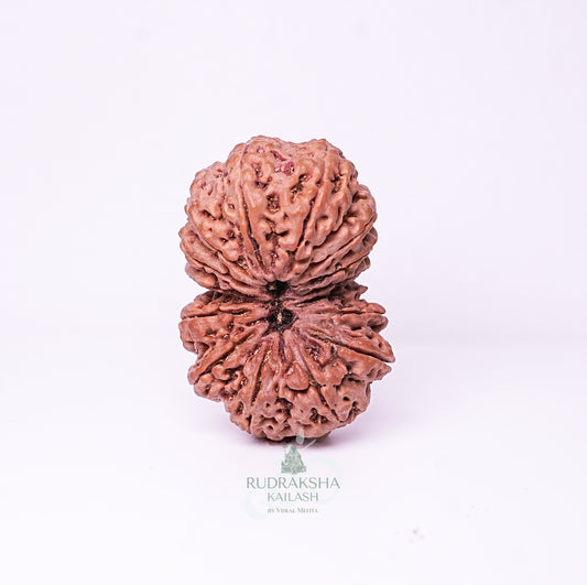15 Mukhi Nepali Rudraksha - 1515