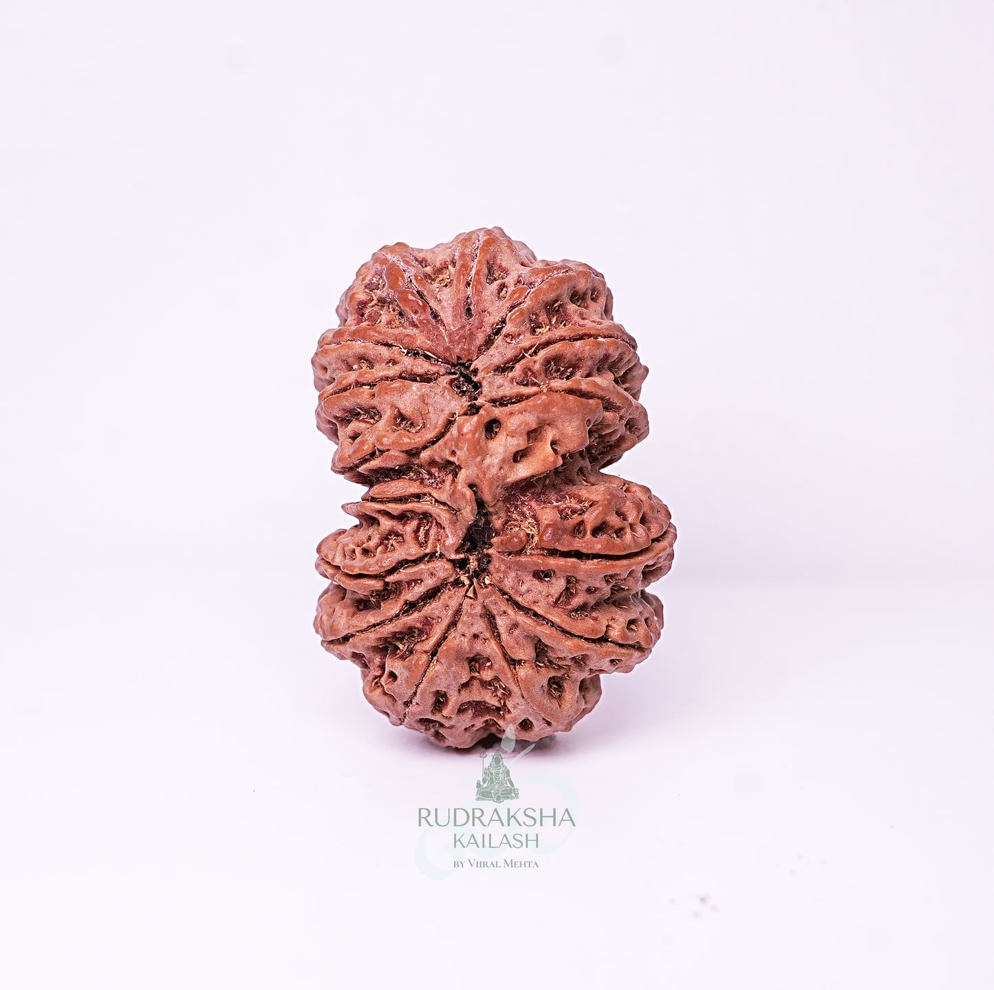 15 Mukhi Nepali Rudraksha - 1515