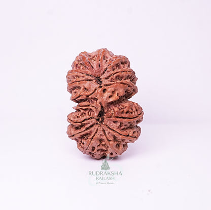 15 Mukhi Nepali Rudraksha - 1515