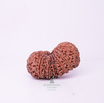 15 Mukhi Nepali Rudraksha - 1515