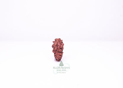 1 Mukhi Indonesian Rudraksha - 0101