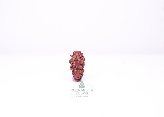1 Mukhi Indonesian Rudraksha - 0101