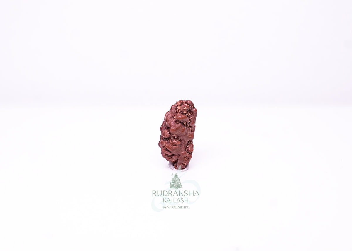 1 Mukhi Indonesian Rudraksha - 0101