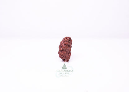 1 Mukhi Indonesian Rudraksha - 0101