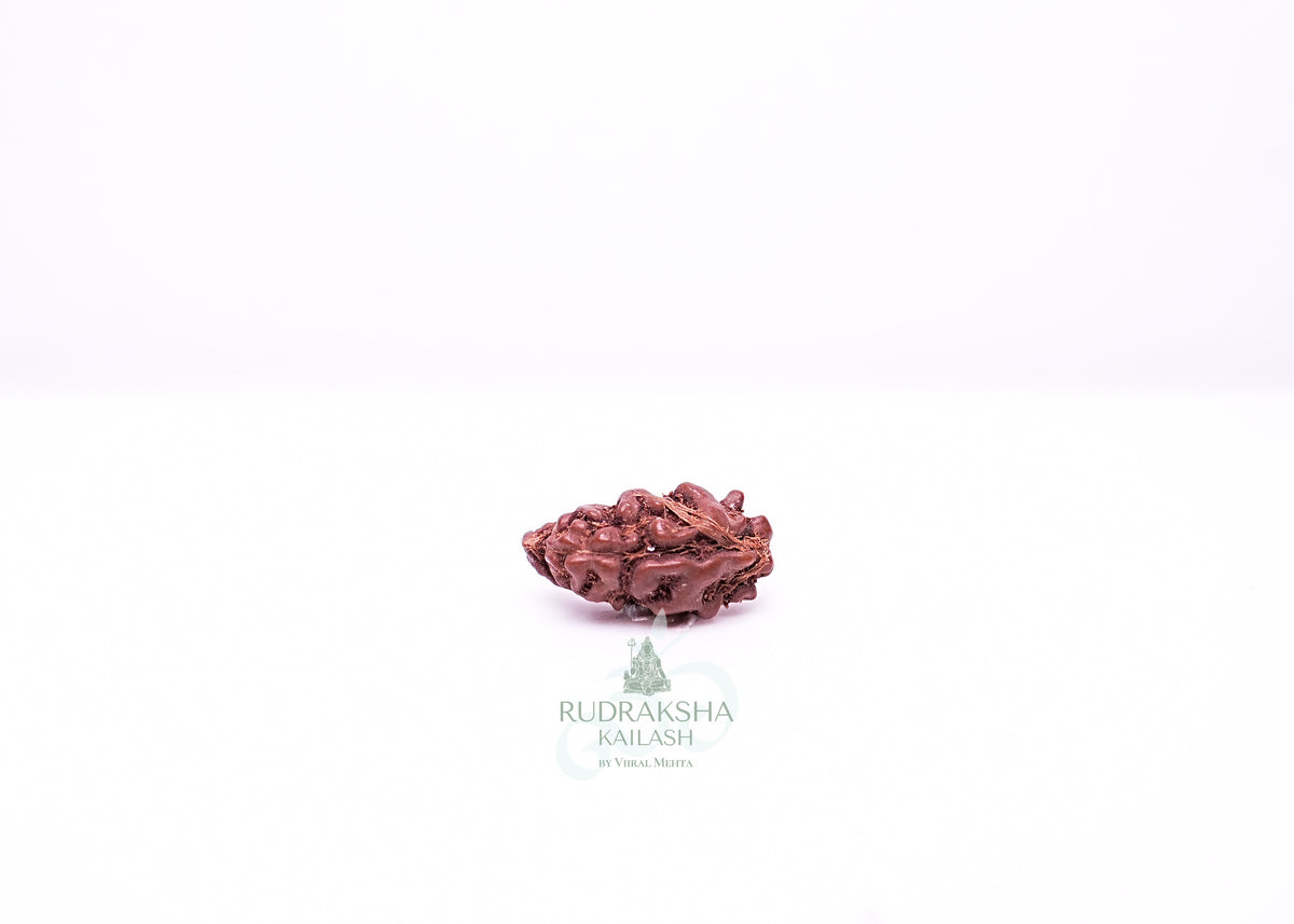1 Mukhi Indonesian Rudraksha - 0101
