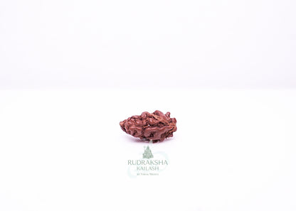 1 Mukhi Indonesian Rudraksha - 0101