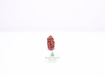 1 Mukhi Indonesian Rudraksha - 0102