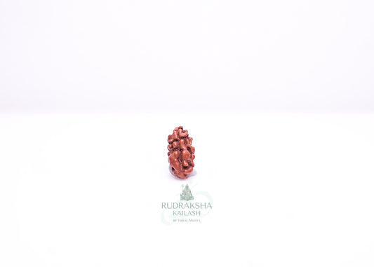 1 Mukhi Indonesian Rudraksha - 0102