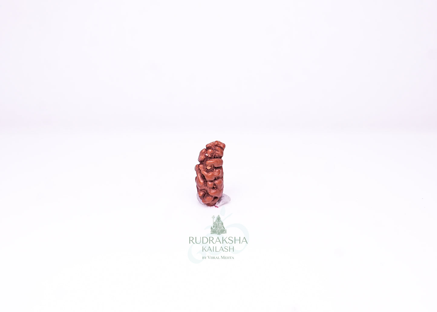 1 Mukhi Indonesian Rudraksha - 0102