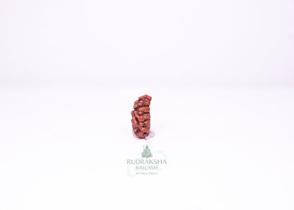 1 Mukhi Indonesian Rudraksha - 0102