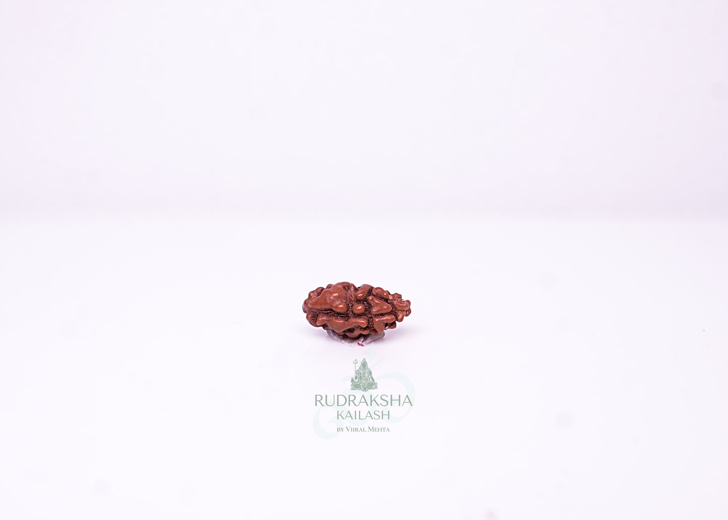 1 Mukhi Indonesian Rudraksha - 0102