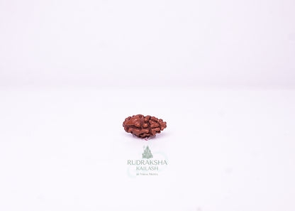 1 Mukhi Indonesian Rudraksha - 0102