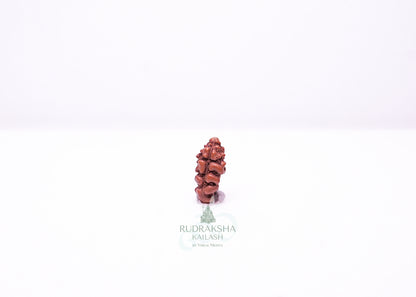 1 Mukhi Indonesian Rudraksha - 0103