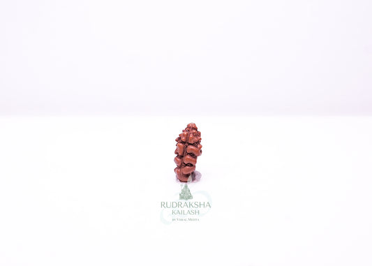 1 Mukhi Indonesian Rudraksha - 0103