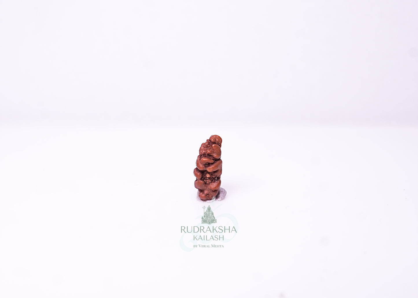 1 Mukhi Indonesian Rudraksha - 0103