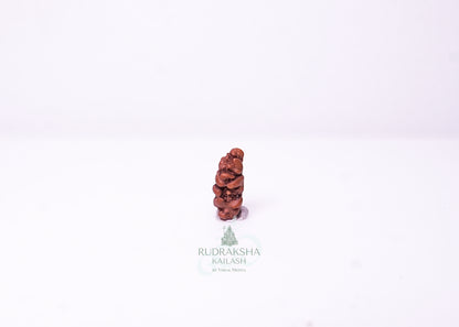 1 Mukhi Indonesian Rudraksha - 0103