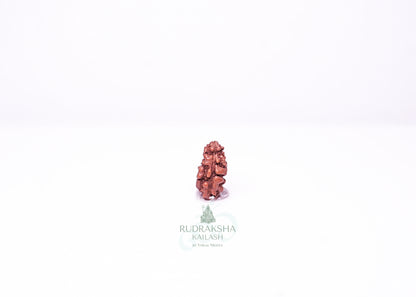 1 Mukhi Indonesian Rudraksha - 0104