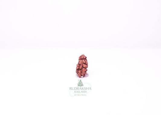 1 Mukhi Indonesian Rudraksha - 0104
