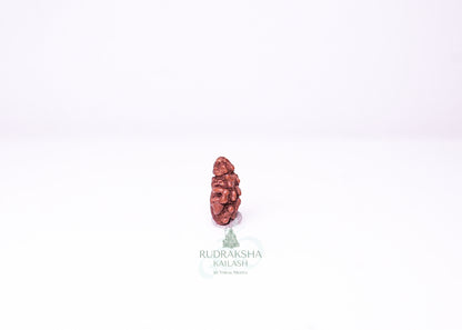 1 Mukhi Indonesian Rudraksha - 0104