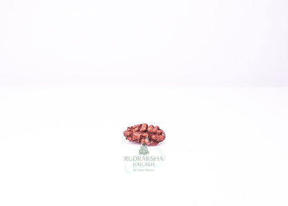 1 Mukhi Indonesian Rudraksha - 0104