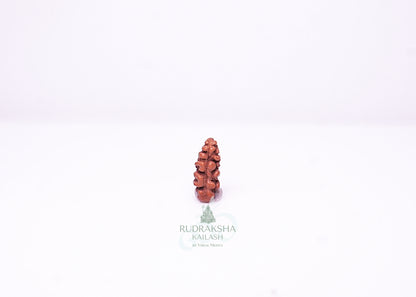 1 Mukhi Indonesian Rudraksha - 0105