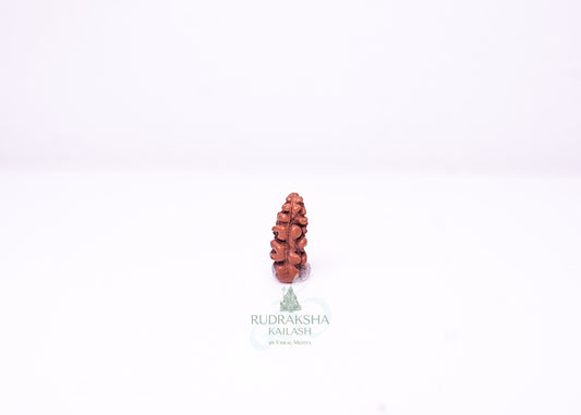 1 Mukhi Indonesian Rudraksha - 0105