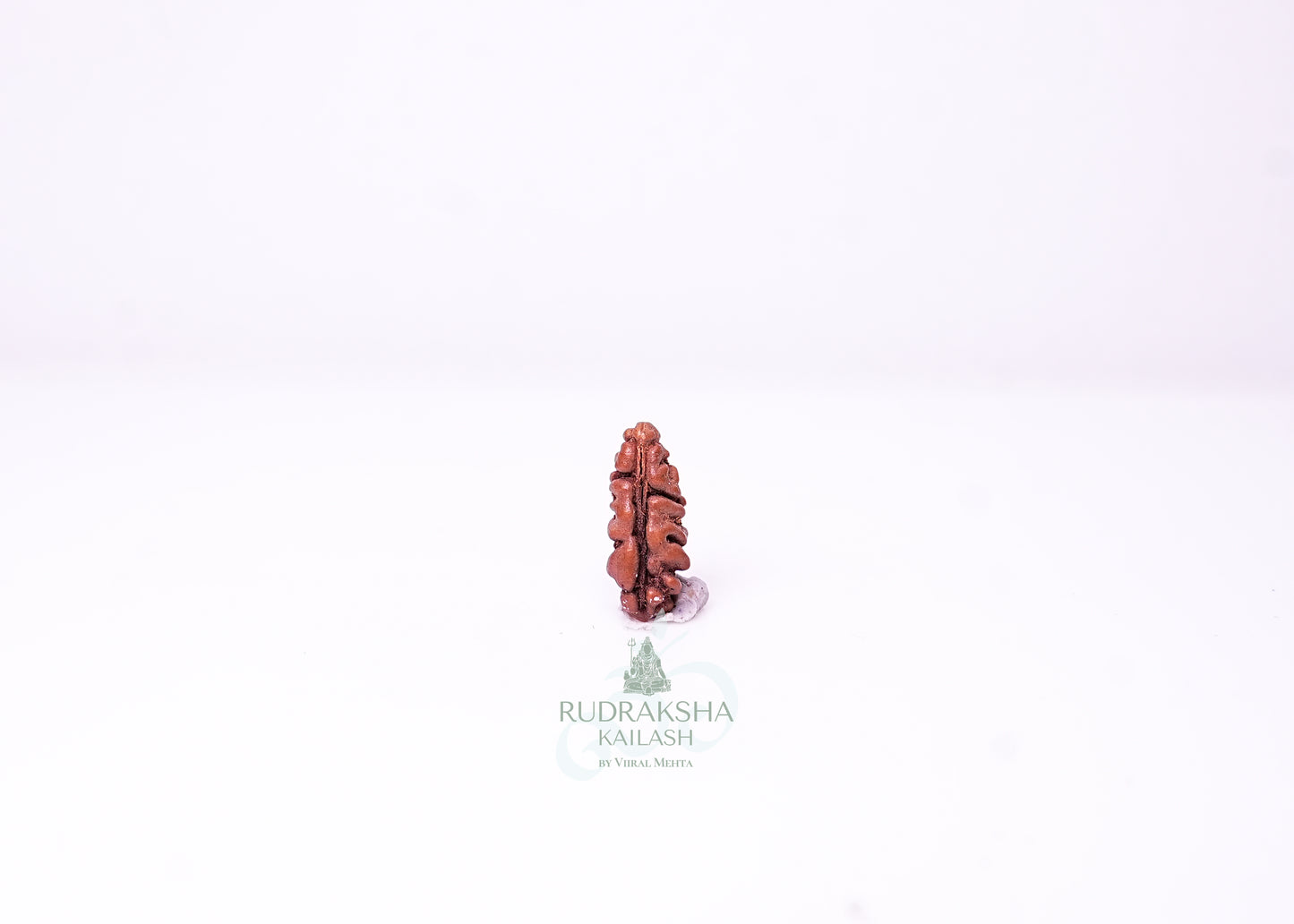 1 Mukhi Indonesian Rudraksha - 0105