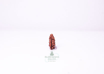 1 Mukhi Indonesian Rudraksha - 0105