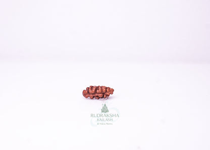 1 Mukhi Indonesian Rudraksha - 0105