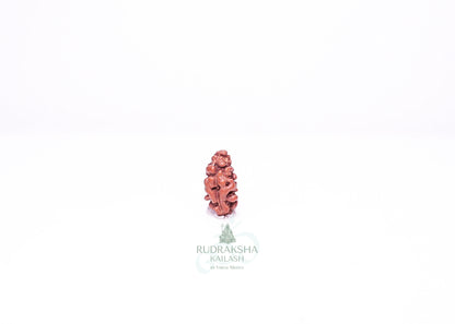1 Mukhi Indonesian Rudraksha - 0106